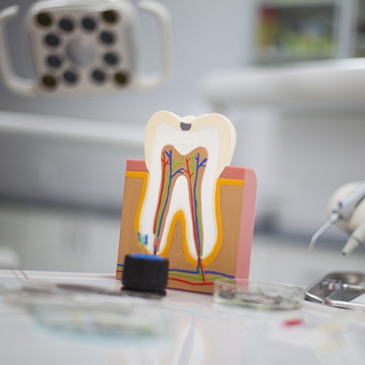 Model of the tooth